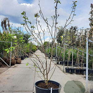 Magnolia soul. 'Alba Superba' 250-300 cm container meerstammig