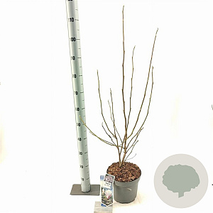 Magnolia soul. 'Superba' 50-60 cm 5,0L