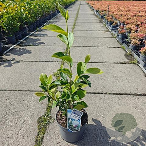 Magnolia soul. 'Superba' 50-60 cm 5,0L