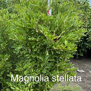 Magnolia stellata 125-150 cm met kluit solitair