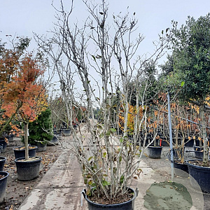 Magnolia stellata 250-300 cm cont. 130L