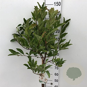 Magnolia stellata 70 cm stam 7,5L