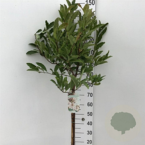 Magnolia stellata 70 cm stam 7,5L