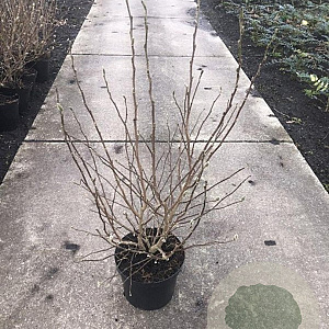 Magnolia st. 'Royal Star' 60-80 cm met kluit