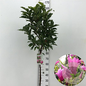 Magnolia 'Susan' 90 cm stam 7,5L