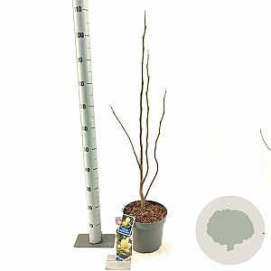 Magnolia 'Yellow Lantern' 50-60 cm 5,0L