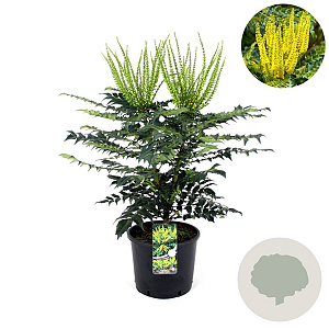 Mahonia media 'Charity' 80-100 cm 12L kegel