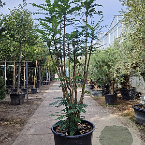 Mahonia media 'Charity' 175-200 cm container meerstammig