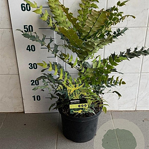 Mahonia media 'Winter Sun' 40-45 cm 5,0L