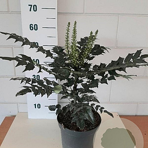 Mahonia media 'Winter Sun' 40-45 cm 5,0L