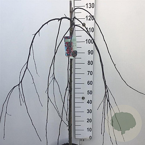 Malus 'Royal Beauty' 120 cm stam 10L