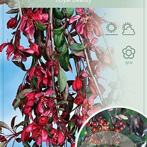Malus 'Royal Beauty' 150 cm stam 10L