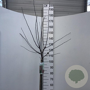 Malus toringo 'Freja' 90 cm stam 10L