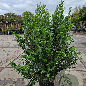 Myrtus communis 80-100 cm 2,5L