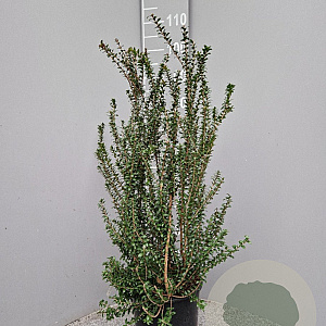 Myrtus communis tarentina 60-80 cm 10L