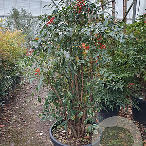 Nandina domestica 125-150 cm 50L