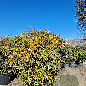 Nandina d. Obsessed 100-125 cm container