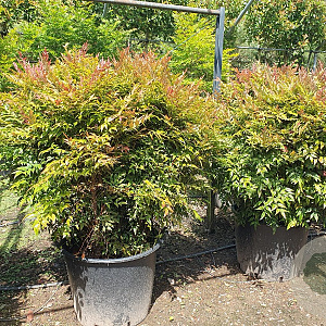Nandina d. Obsessed 100-125 cm container