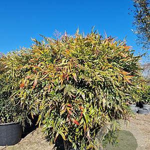 Nandina d. Obsessed 100-125 cm container