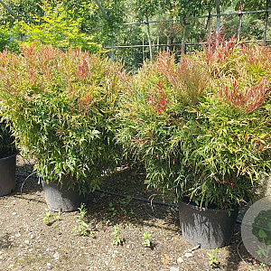 Nandina d. Obsessed 100-125 cm container
