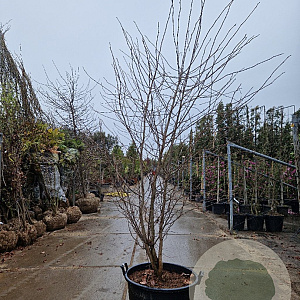 Nyssa sylvatica 250-300 cm container meerstammig