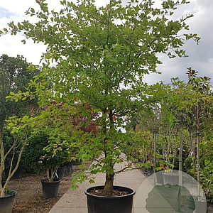 Nyssa sylvatica 450-500 cm container