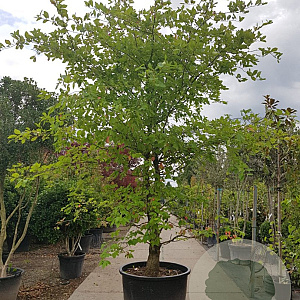 Nyssa sylvatica 450-500 cm container