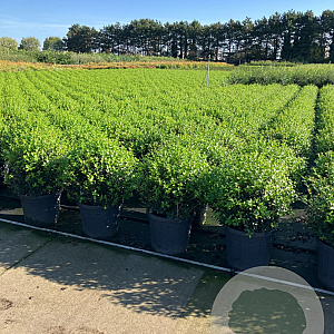 Osmanthus burkwoodii 50 cm container bol