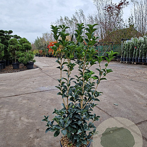 Osmanthus fortunei 80-100 cm 10L