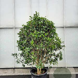 Osmanthus fragrans 175-200 cm container meerstammig