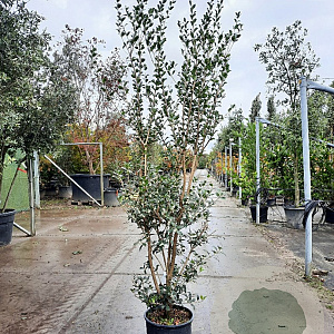 Osmanthus heterophyllus 175-200 cm 15L