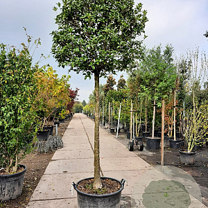Osmanthus heterophyllus 180 cm stam container 20-25