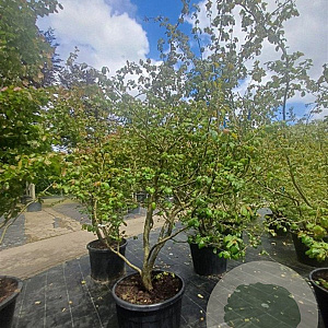 Parrotia persica 250-300 cm container meerstammig
