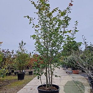 Parrotia persica 300-350 cm container meerstammig
