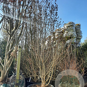 Parrotia persica 300-350 cm container solitair meerstammig