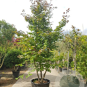 Parrotia persica 400-450 cm container meerstammig