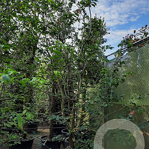 Parrotia persica 400-450 cm container meerstammig