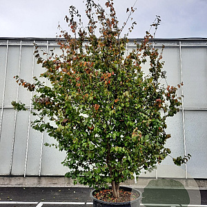 Parrotia persica 'Globosa' 350-400 cm container meerstammig