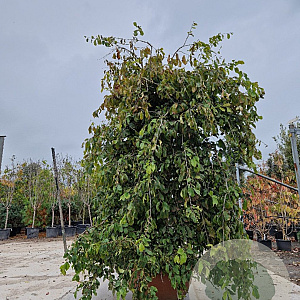 Parrotia persica 'Pendula' 200-250 cm container solitair