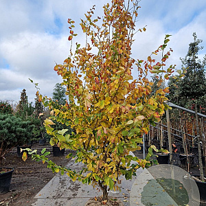 Parrotia persica 'Vanessa' 300-350 cm draadkluit extra verplant