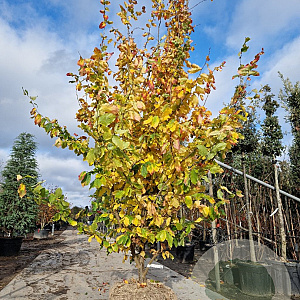 Parrotia persica 'Vanessa' 350-400 cm draadkluit extra verplant