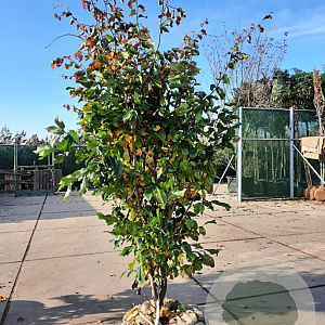 Parrotia persica 'Vanessa' 300-350 cm container meerstammig