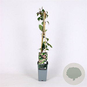 Parthenocissus henryana 70 cm 2,0L