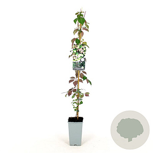 Parthenocissus henryana 80-100 cm 2,5L