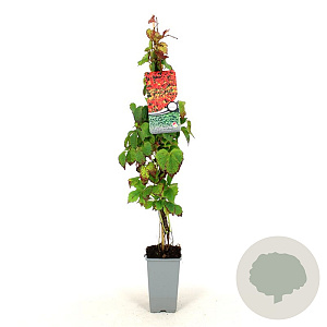 Parthenocissus tr. 'Veitchii' 80-100 cm 2,5L