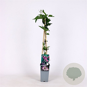 Passiflora violacea 'Victoria' 70 cm 2,0L