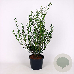 Phillyrea angustifolia 60-80 cm 5,0L
