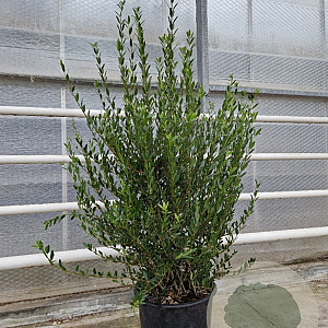 Phillyrea angustifolia 100-125 cm 30L