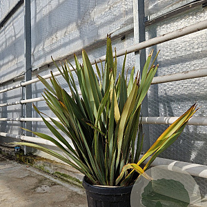 Phormium tenax 60-80 cm 30L