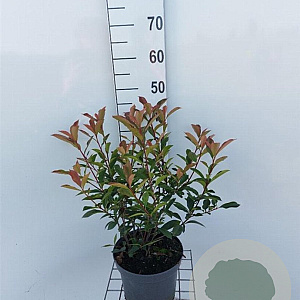 Photinia fraseri Carré Rouge 50-60 cm 5,0L
